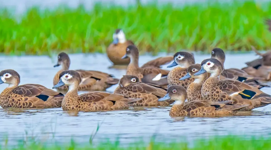 Birdwatching in Andaman