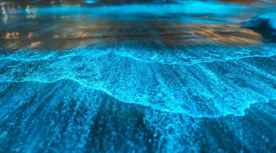 Discover the beauty of bioluminescent beaches in Andaman