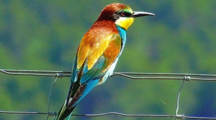 Migratory Birds of Andaman and Nicobar islands