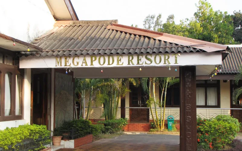 Megapode Nest