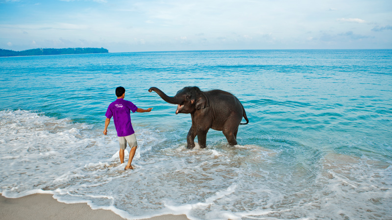 Elephant Beach