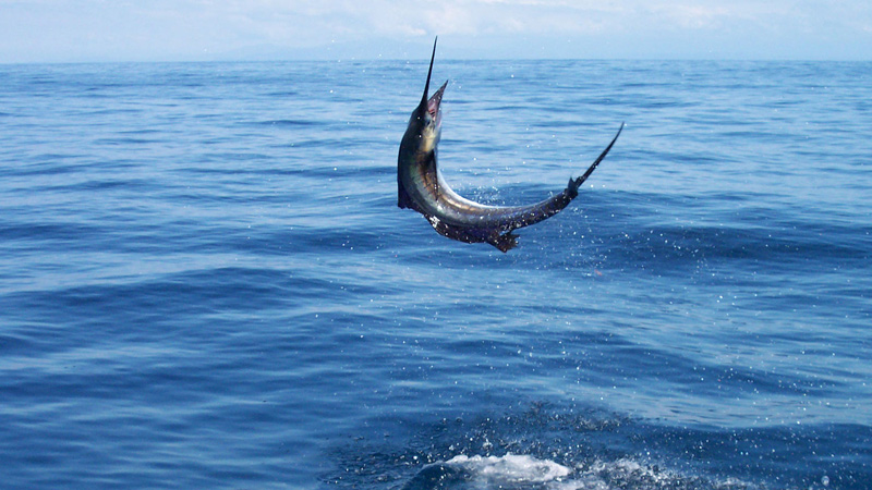 fish-game