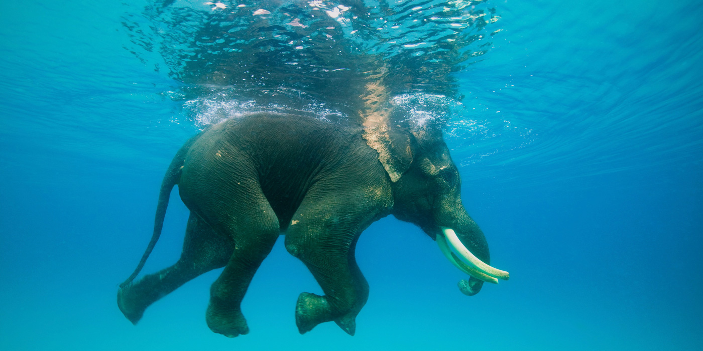 Andaman Tourism - Elephant Swimming Under Sea