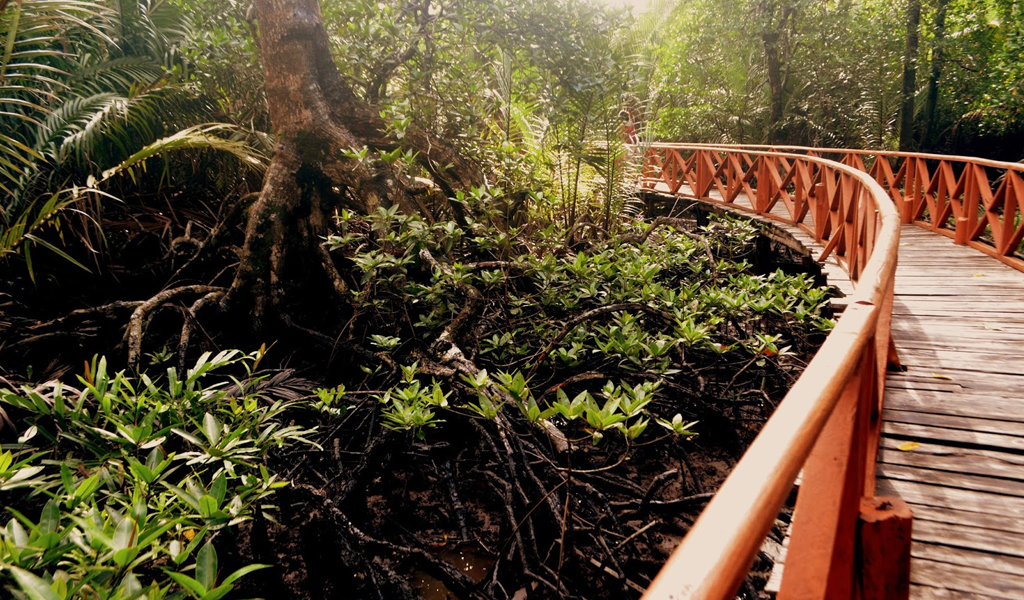 Dhaninallah Mangrove Nature Walkway/Walk