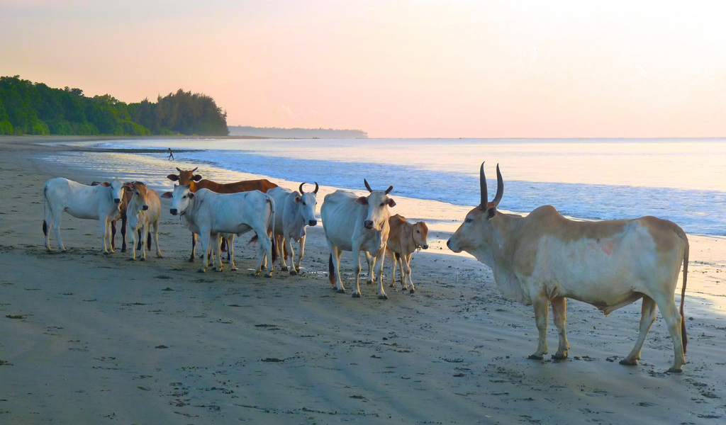 Cuthbert Beach/Cuthbert Bay Wildlife Sanctuary in Andaman