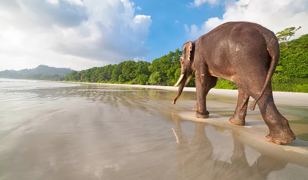 Elephant Beach in Andaman and Nicobar Island