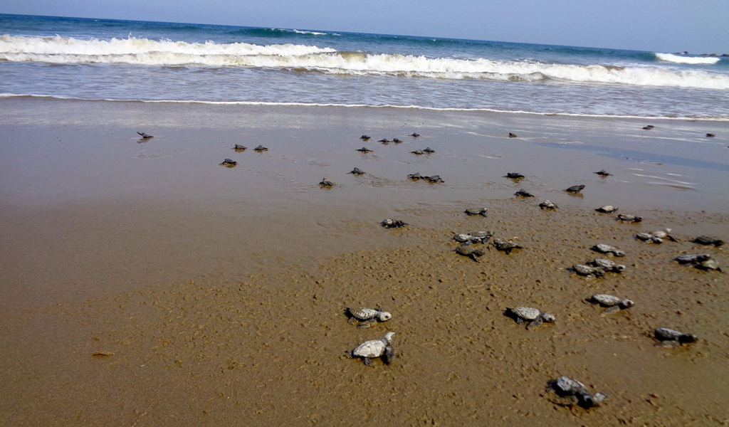 Ramnagar Beach, Neil Island - Andaman