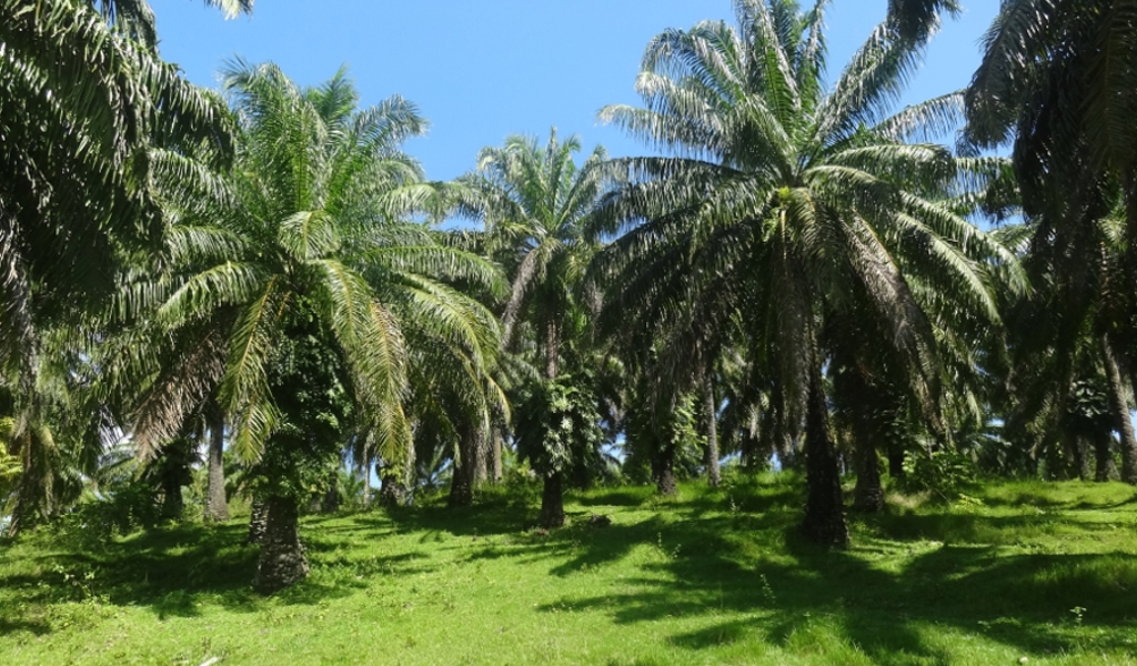 Little Andaman, Oil Palm Plantation