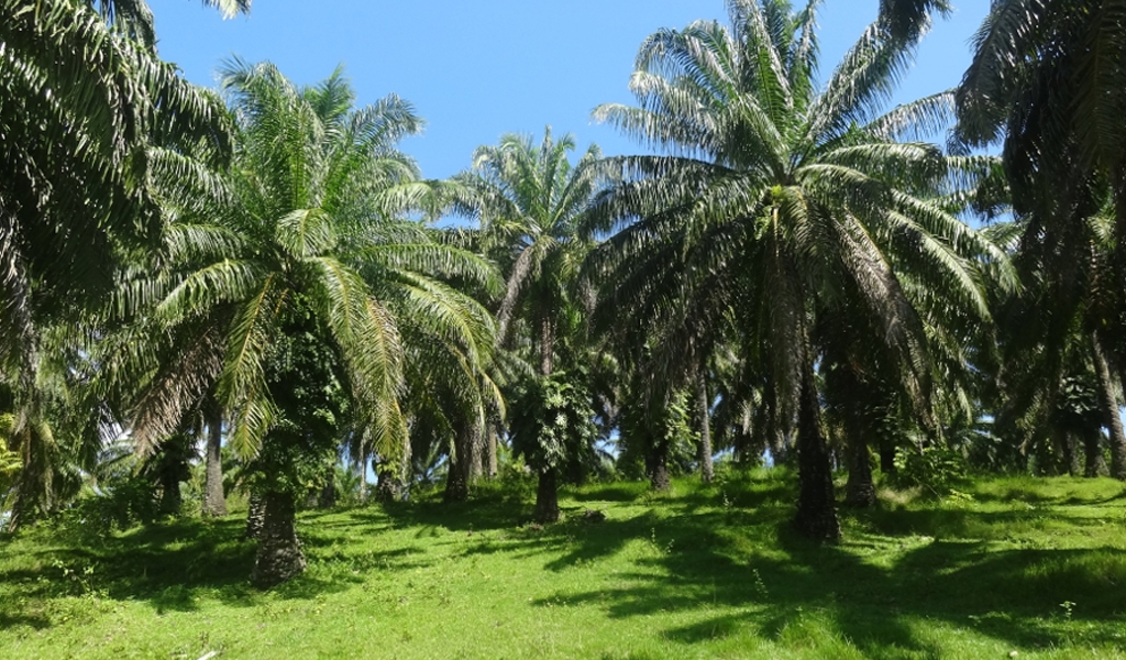 Little Andaman, Oil Palm Plantation Little Andaman, Oil Palm Plantation