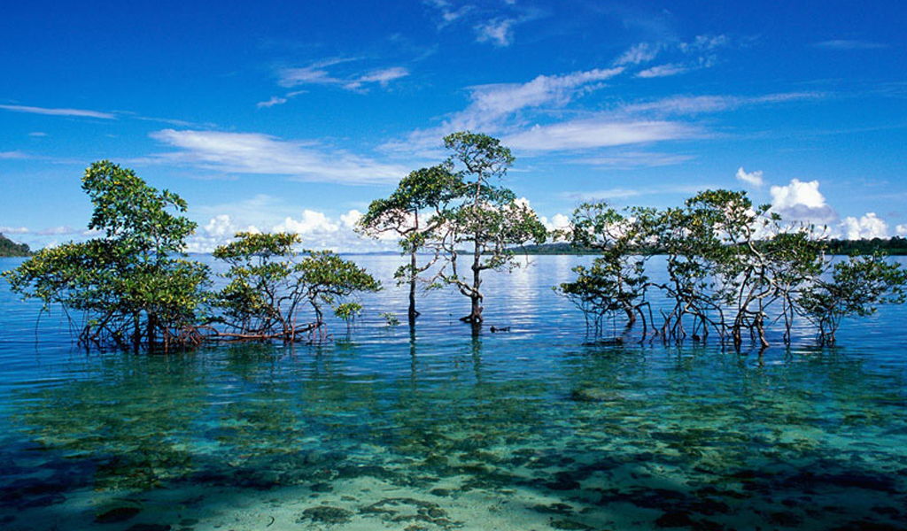 Visit Avis Island in Andaman