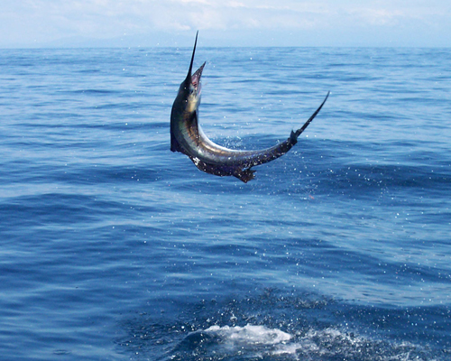 Game Fishing in Andaman