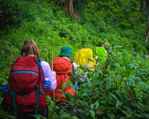 Trekking in Andaman