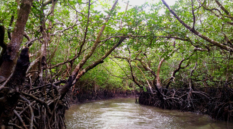 Mangrove Forest in Havelock