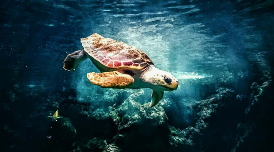 Turtle Nesting, Havelock Island