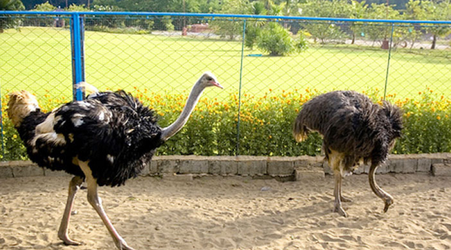 Mini Zoo in Port Blair - Andaman and Nicobar Islands