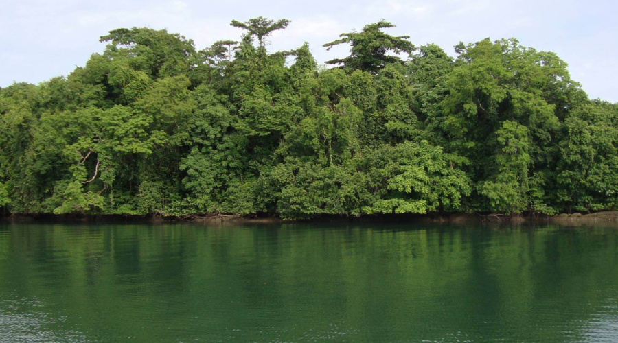 Enigmatic Tropical Forests of Baratang Island