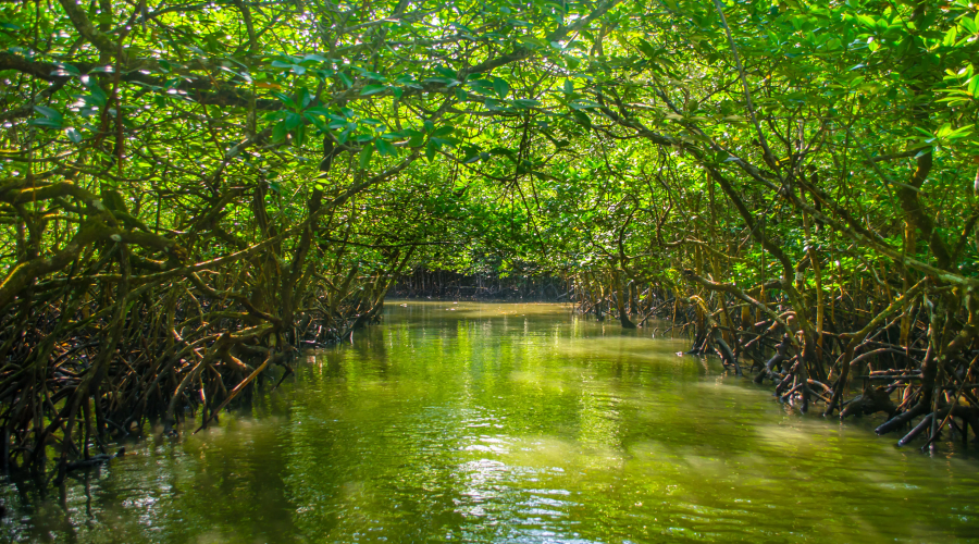 baratang island-andaman