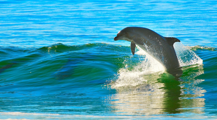Dolphin Andaman