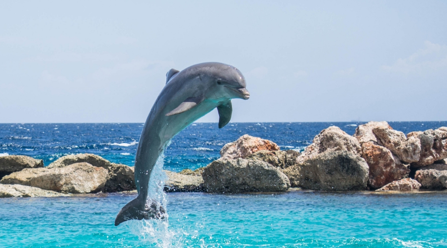 Dolphin Watching in Andaman