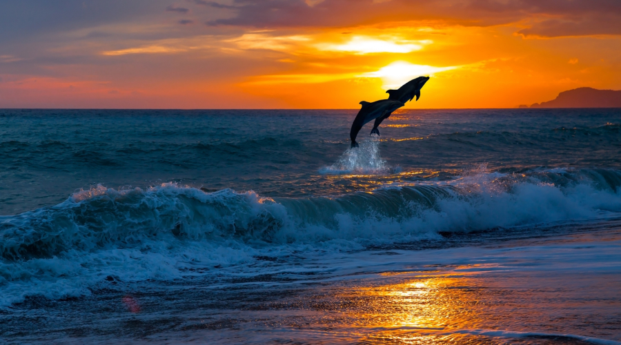 Dolphin in Andaman