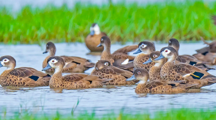 Sippighat Wetland, Port Blair