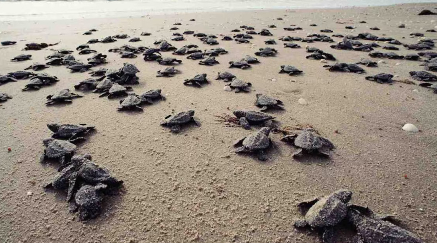 Turtle Nesting in Andaman