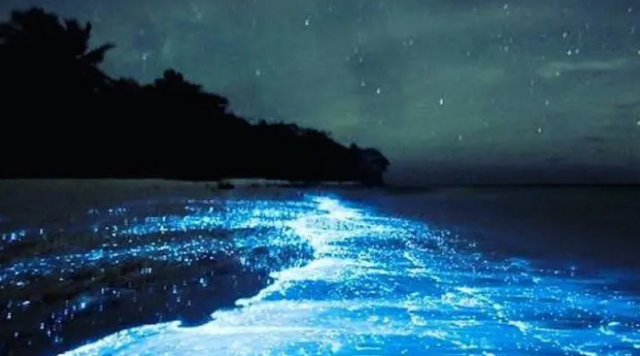bioluminescent beaches in Andaman