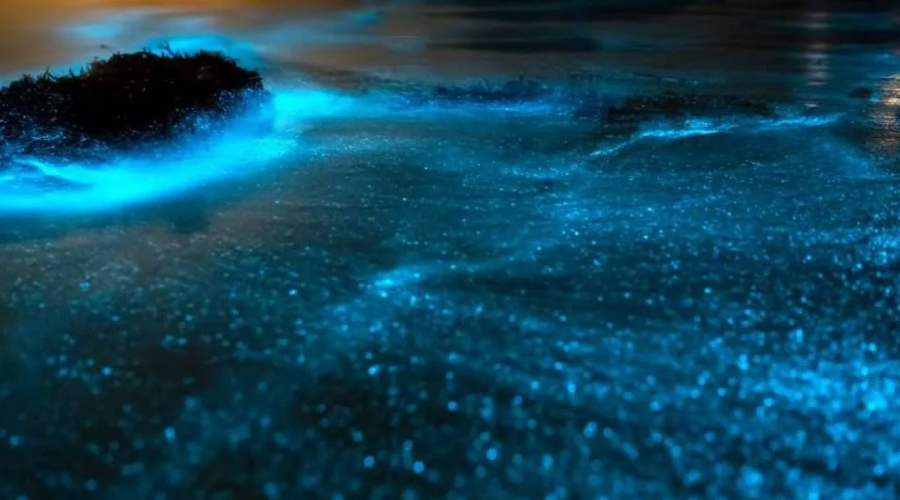 bioluminescent beaches in Andaman