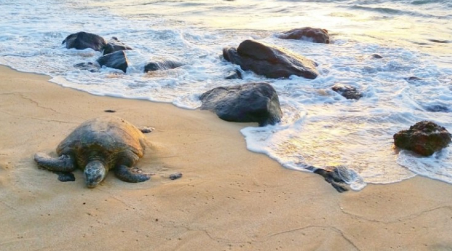 turtle nesting famous across the globe