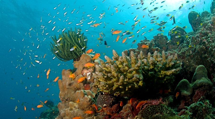Coral Reefs Andaman