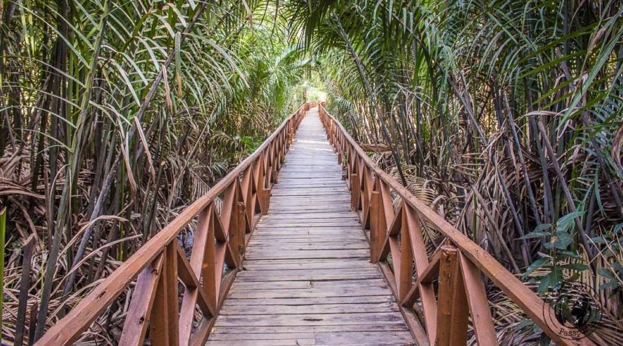 Dhaninallah Mangrove Walkway