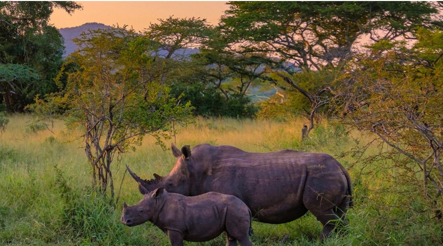 Wildlife Encoun​ters