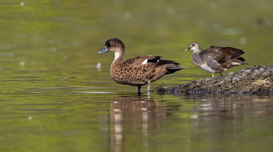 Wildlife and Birdwatching in Andaman