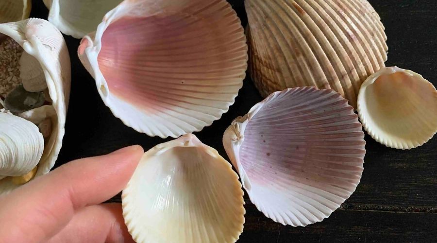 Bivalve Shells
