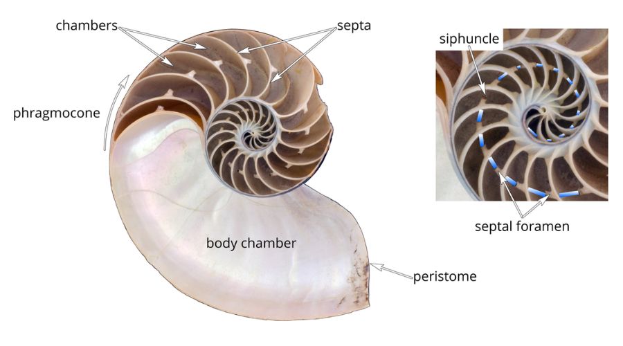 Cephalopod Shells