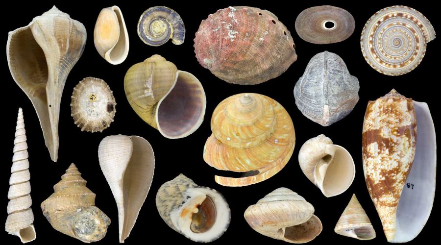 Gastropod Shells