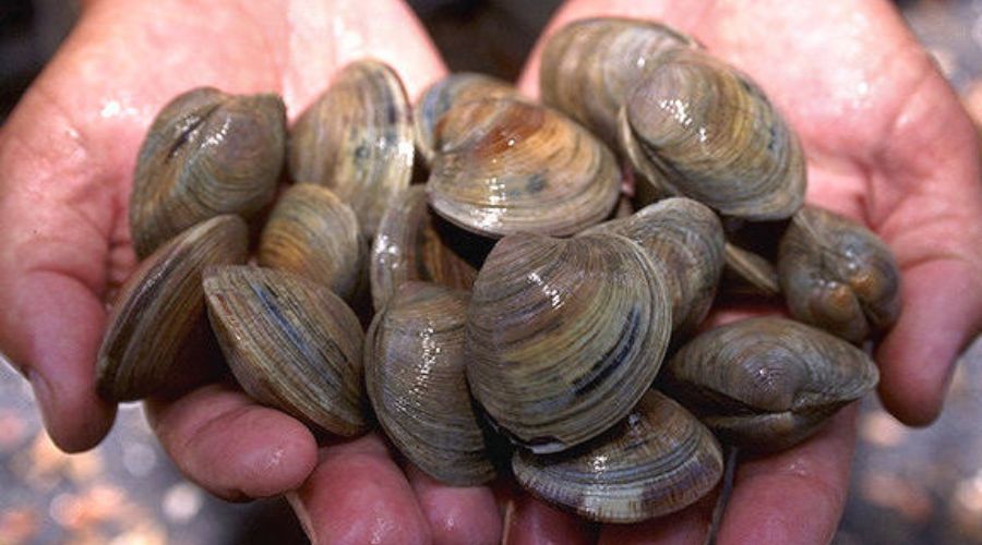 shell 2