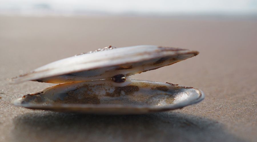 shell