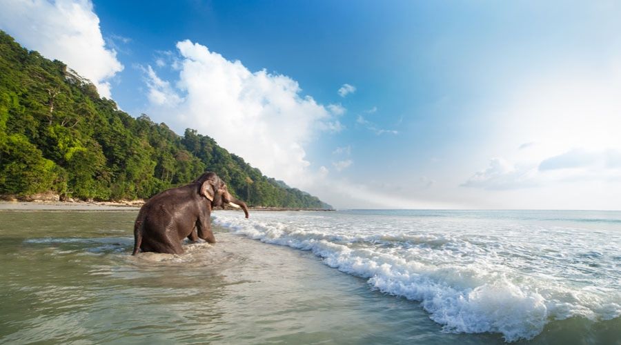 Elephant beach