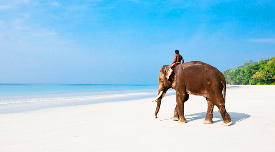 Elephant beach