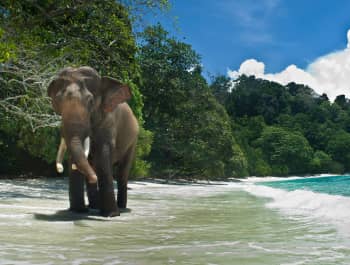 Elephant Beach