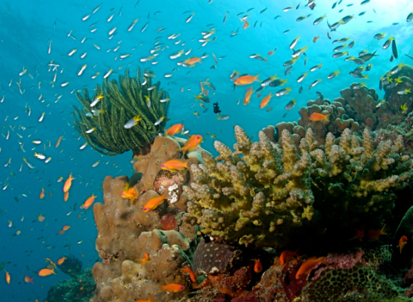 ANDAMAN CORAL COAST TRIP